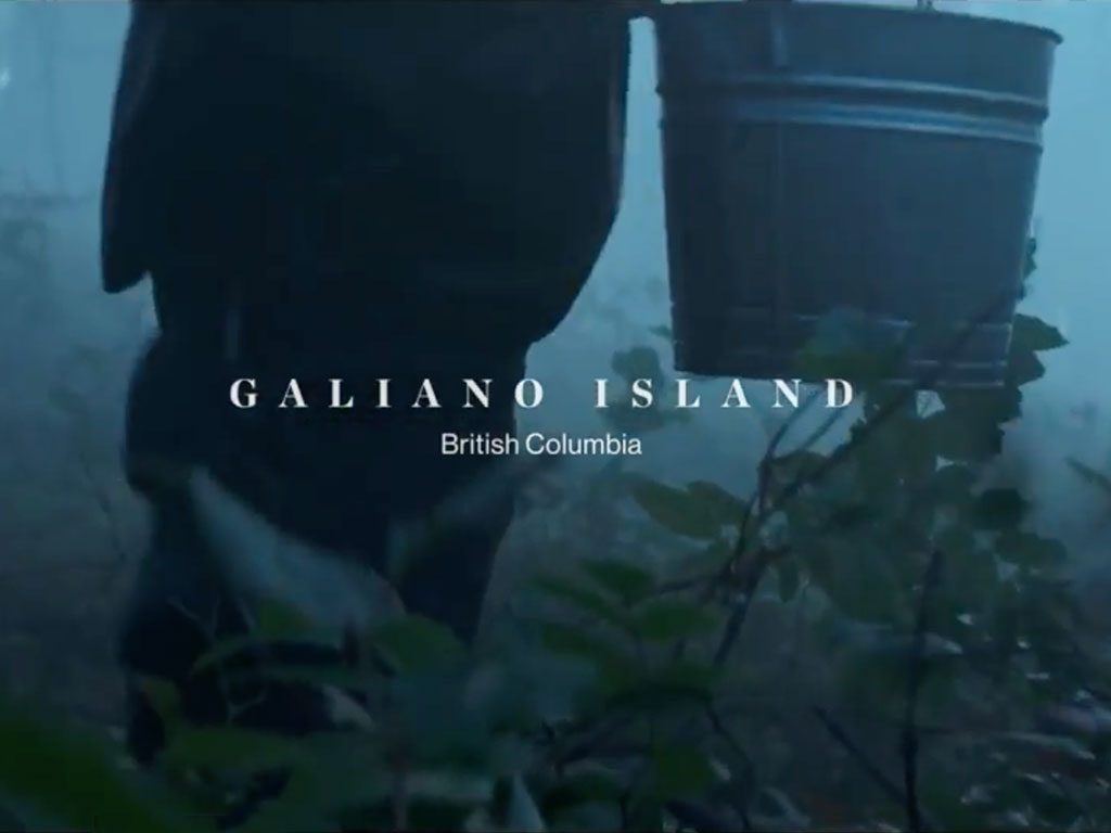 Robin Knot foraging on Galiano