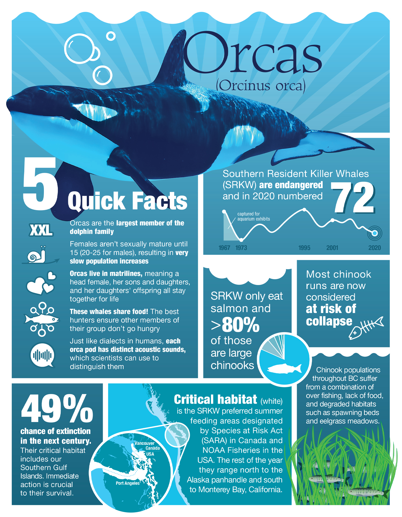 Killer Whales In Trouble Far And Wide